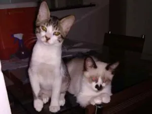 Gato raça SRD idade 2 a 6 meses nome Tom e Jerry