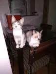 Tom e Jerry