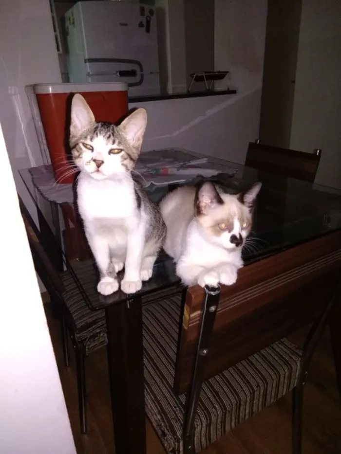 Gato ra a SRD idade 2 a 6 meses nome Tom e Jerry