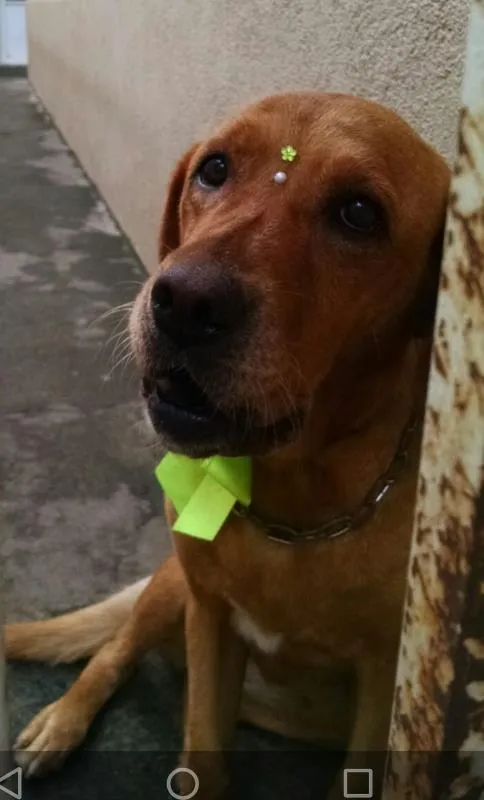 Cachorro raça Labrador idade 6 ou mais anos nome CLEO