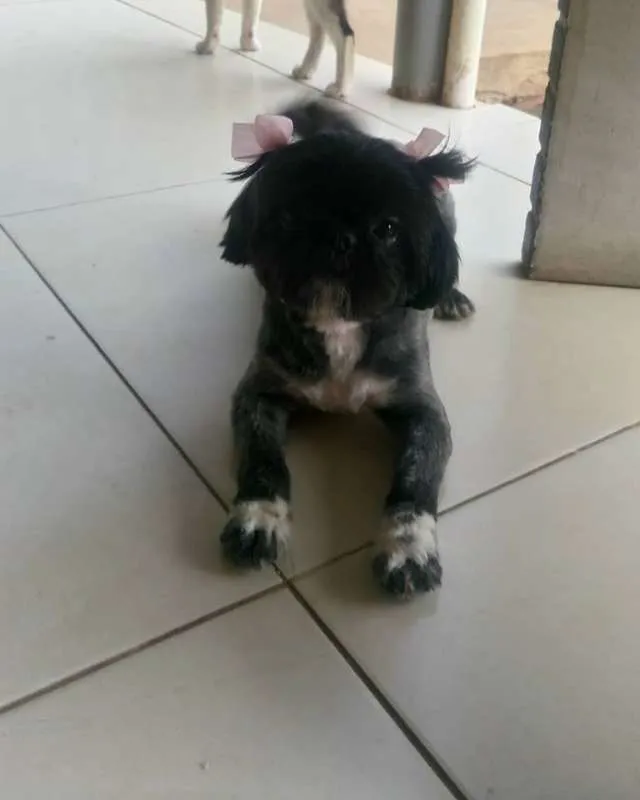 Cachorro ra a Shitzu idade 3 anos nome Coca