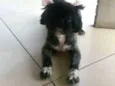 Coca