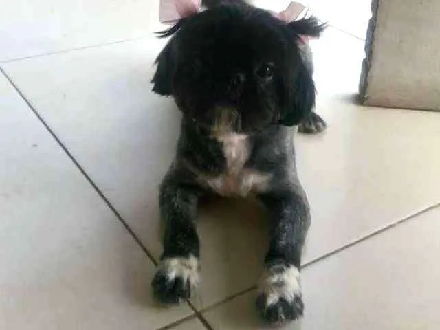 Cachorro ra a Shitzu idade 3 anos nome Coca