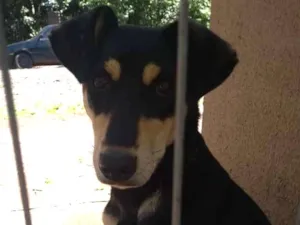 Cachorro raça Indefinida idade 2 a 6 meses nome Elza