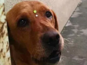 Cachorro raça Labrador idade 6 ou mais anos nome CLEO