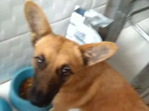 Cachorro raça Vira lata idade 7 a 11 meses nome Amarelo