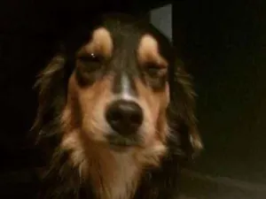 Cachorro raça SRD idade 2 anos nome Mundi