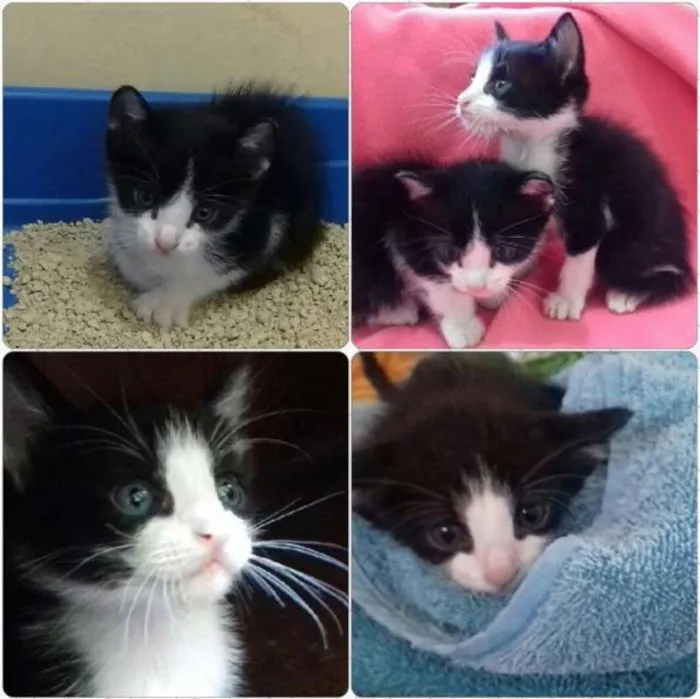 Gato ra a  idade Abaixo de 2 meses nome Pipoca e Guaraná