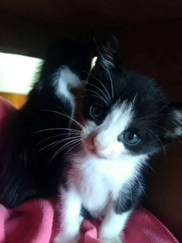 Gato ra a  idade Abaixo de 2 meses nome Pipoca e Guaraná