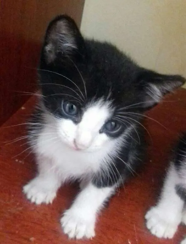 Gato ra a  idade Abaixo de 2 meses nome Pipoca e Guaraná