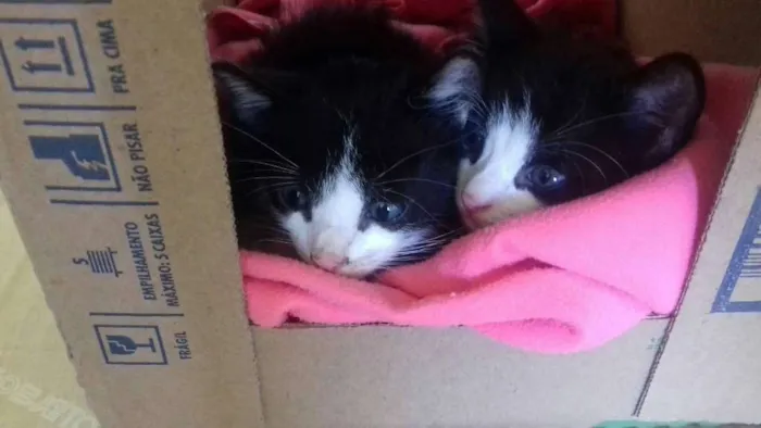 Gato ra a  idade Abaixo de 2 meses nome Pipoca e Guaraná