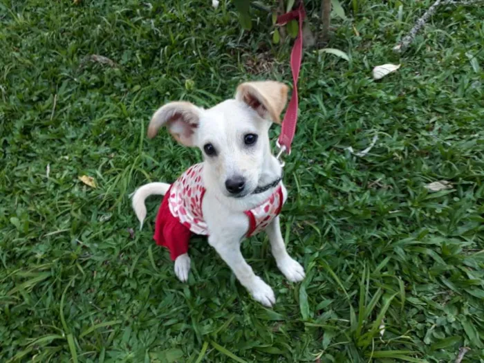 Cachorro ra a SRD idade 2 a 6 meses nome LEO/NANDA/SWEET
