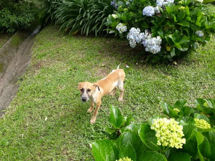 Cachorro ra a SRD idade 2 a 6 meses nome LEO/NANDA/SWEET