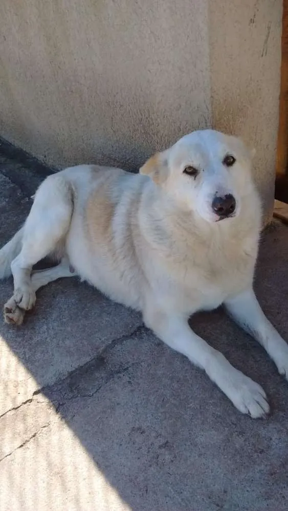 Cachorro raça SRD idade 4 anos nome FÊMEA protetora vera