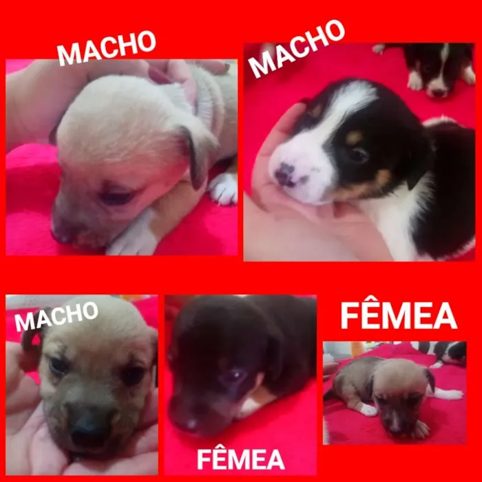 Cachorro raça SRD idade Abaixo de 2 meses nome Filhotes Vanessa
