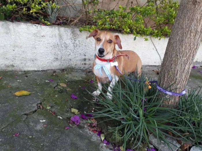 Cachorro ra a Basset-Cofap idade 2 a 6 meses nome SIMON