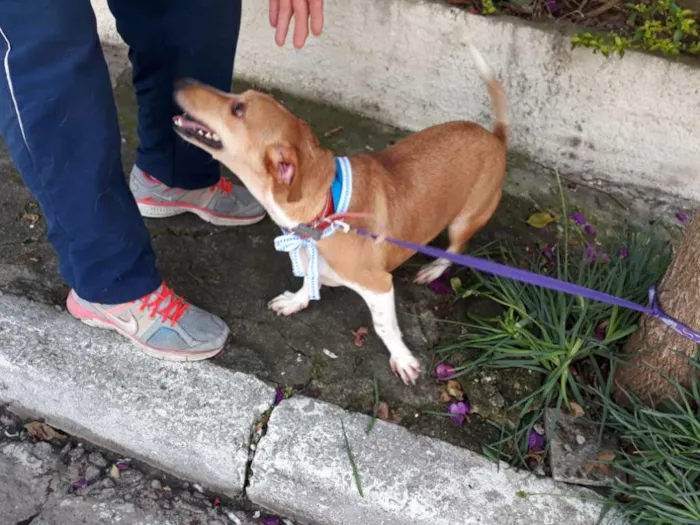 Cachorro ra a Basset-Cofap idade 2 a 6 meses nome SIMON