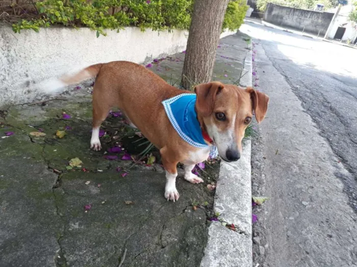 Cachorro ra a Basset-Cofap idade 2 a 6 meses nome SIMON