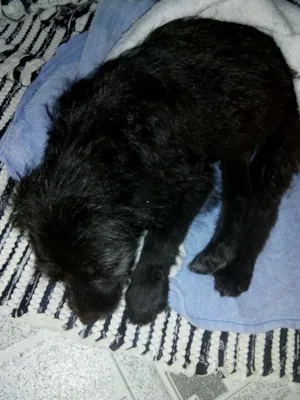 Cachorro raça Vira Lata idade Abaixo de 2 meses nome Belinha