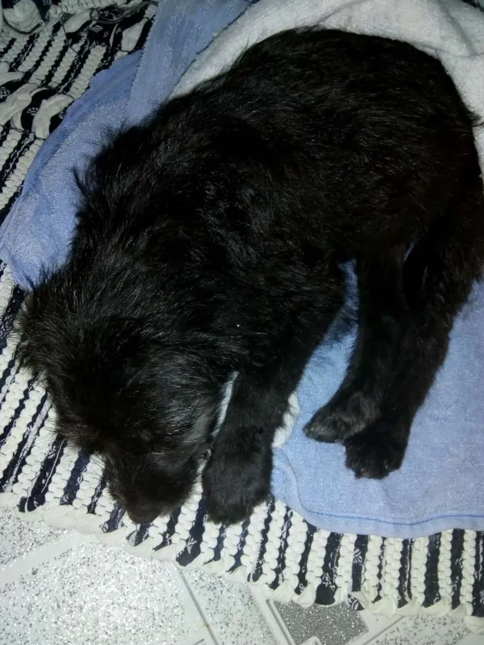 Cachorro ra a Vira Lata idade Abaixo de 2 meses nome Belinha