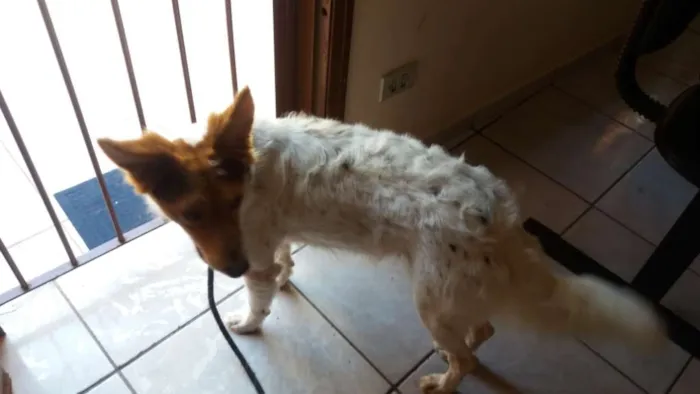 Cachorro ra a SRD idade 3 anos nome SANDY