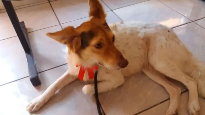 Cachorro ra a SRD idade 3 anos nome SANDY