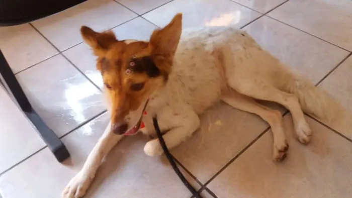 Cachorro ra a SRD idade 3 anos nome SANDY