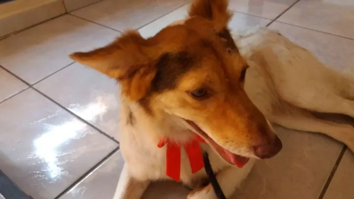Cachorro ra a SRD idade 3 anos nome SANDY