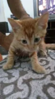 João