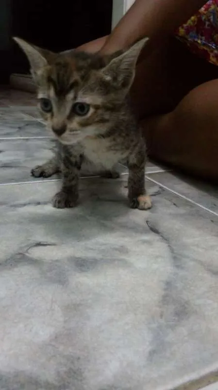 Gato raça sem raça idade 2 a 6 meses nome Mile