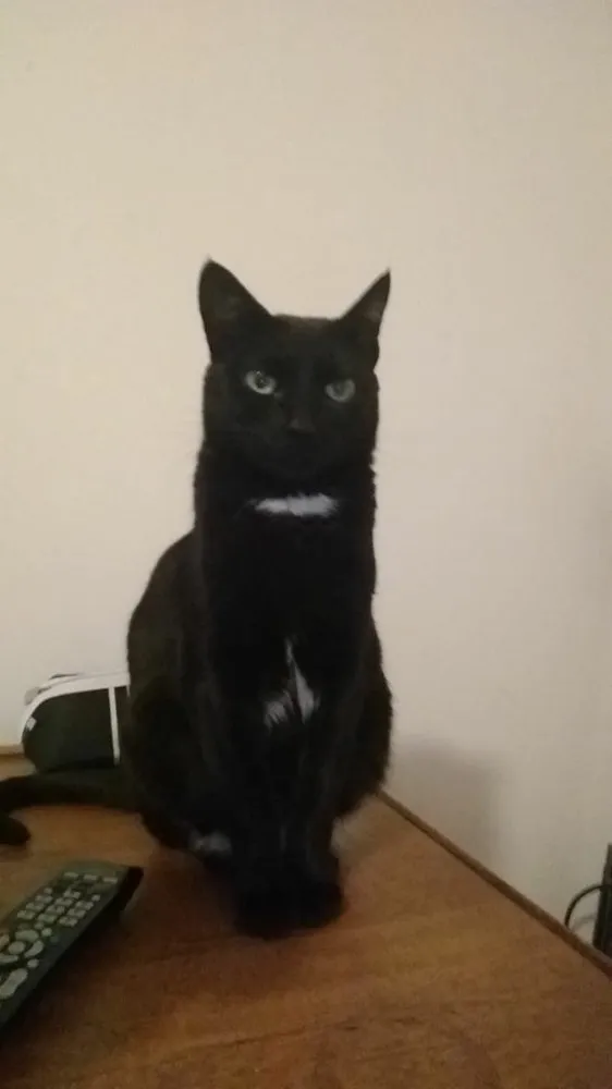 Gato ra a Sem raça  idade 2 anos nome Oreo