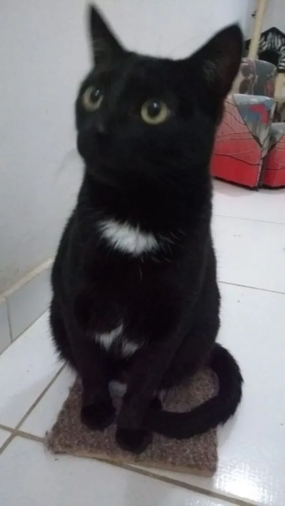 Gato ra a Sem raça  idade 2 anos nome Oreo