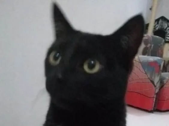 Gato ra a Sem raça  idade 2 anos nome Oreo