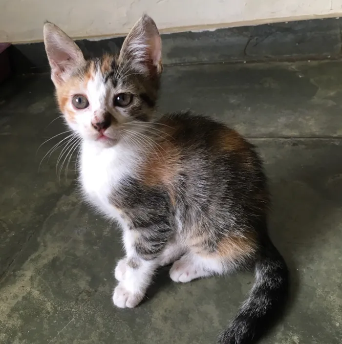 Gato raça Sem raça definida  idade 2 a 6 meses nome Pintinha 