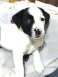 Belinha