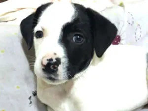 Cachorro raça  idade 2 a 6 meses nome Belinha