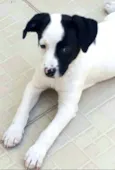 Belinha