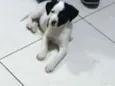 Belinha