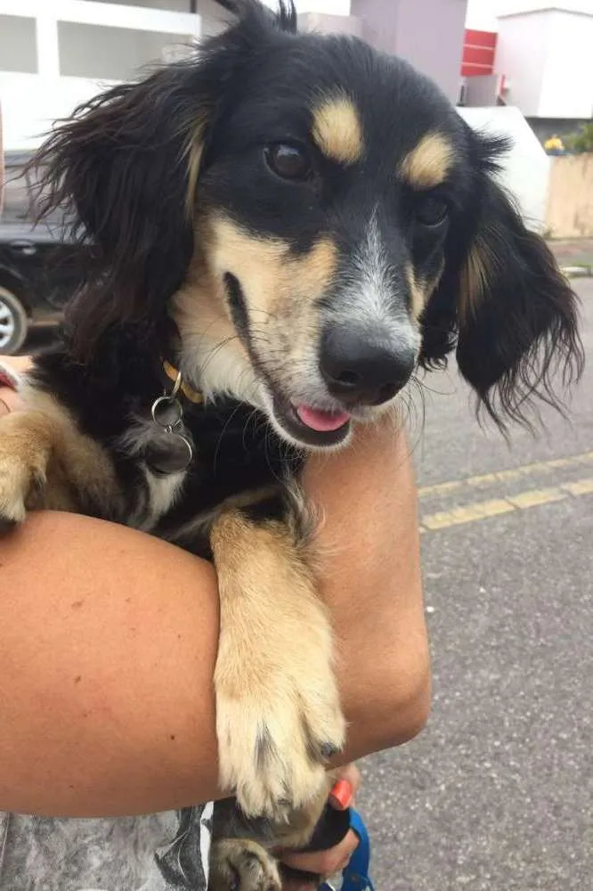 Cachorro ra a Sem raça  idade 7 a 11 meses nome Dick