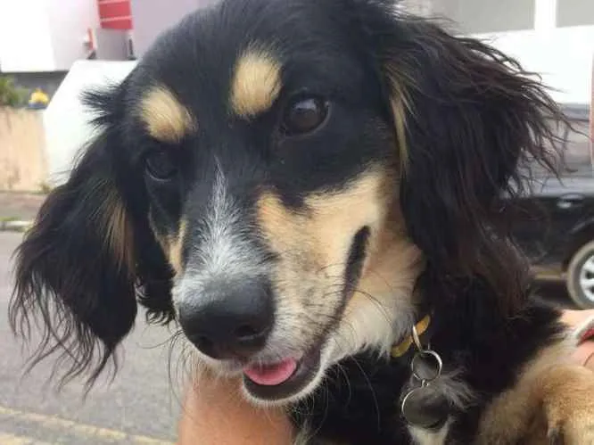 Cachorro ra a Sem raça  idade 7 a 11 meses nome Dick