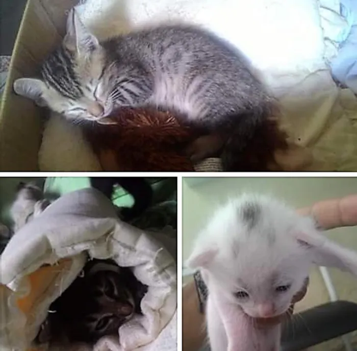 Gato raça  idade 2 a 6 meses nome Filhotes