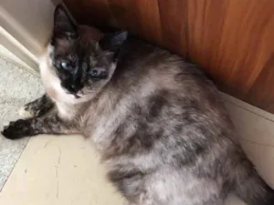 Gato raça SRD idade 6 ou mais anos nome Shakira 