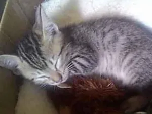 Gato raça  idade 2 a 6 meses nome Filhotes