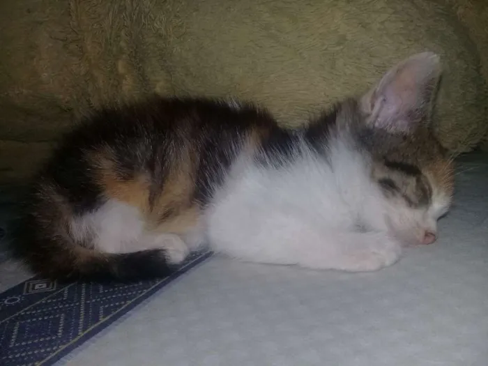 Gato ra a SRD idade Abaixo de 2 meses nome nina