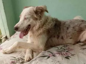 Cachorro raça Border coliee idade 5 anos nome Pufy