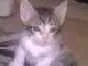 Gato raça  idade Abaixo de 2 meses nome Charles e Charlotte