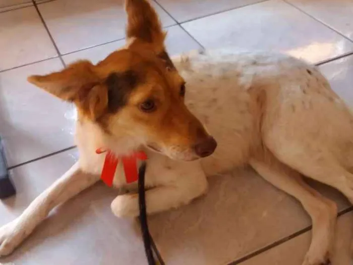Cachorro ra a SRD idade 3 anos nome SANDY