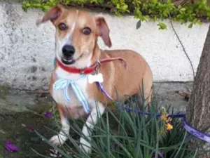Cachorro raça Basset-Cofap idade 2 a 6 meses nome SIMON