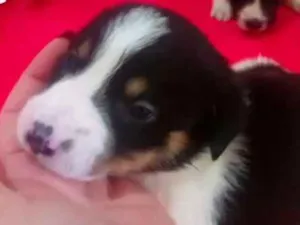 Cachorro raça SRD idade Abaixo de 2 meses nome Filhotes Vanessa