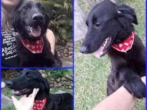 Cachorro raça SRD idade 2 anos nome HAPPY